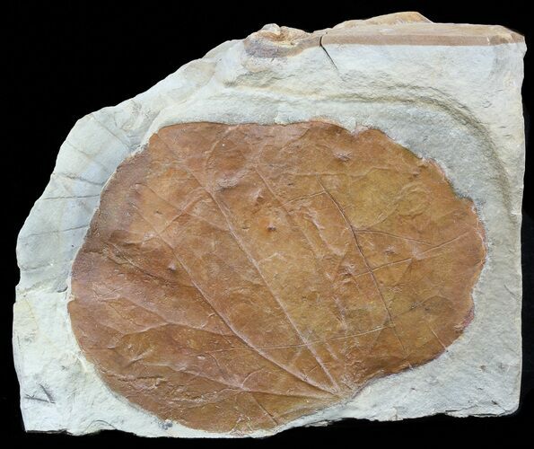 Detailed Fossil Leaf (Zizyphoides) - Montana #56684